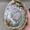 coquille d'ormeau