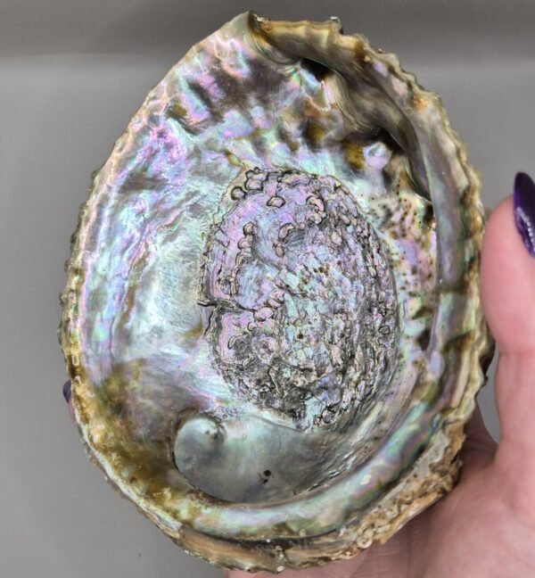 coquille d'ormeau
