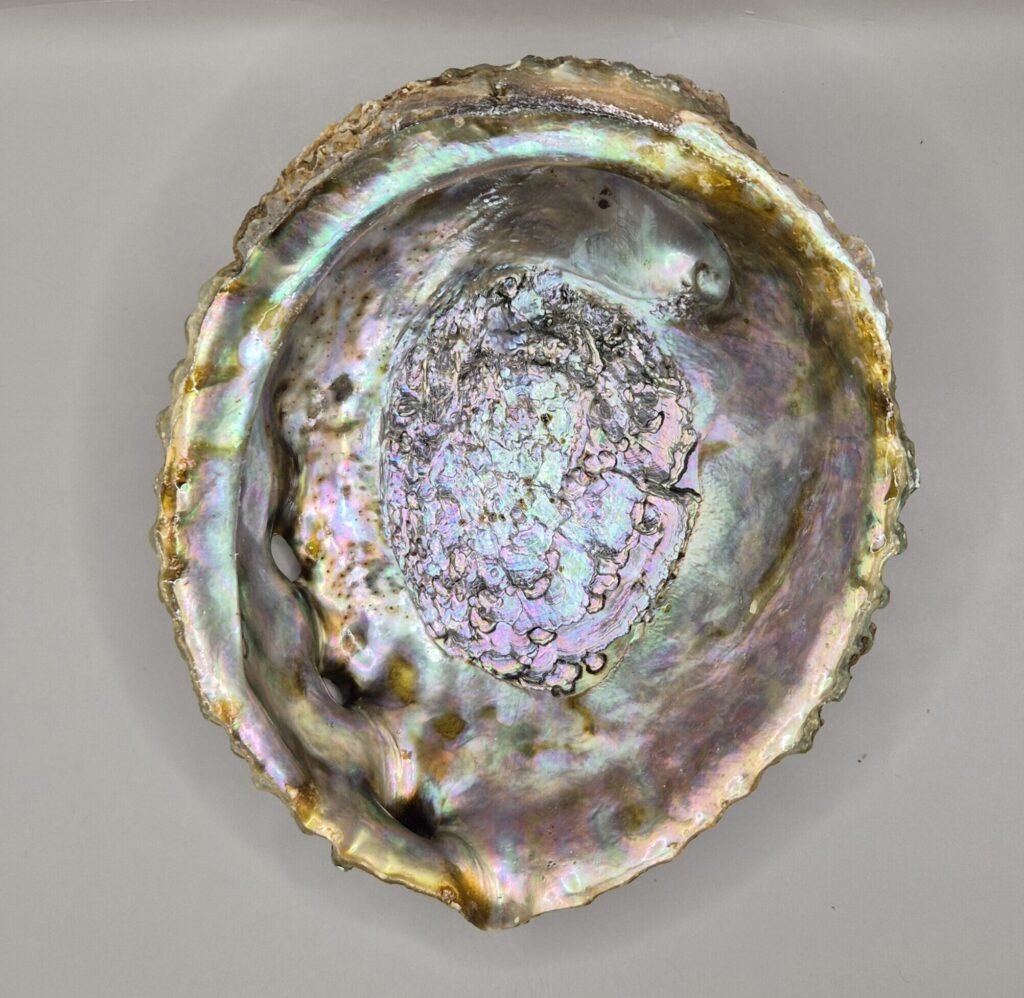 coquille d'ormeau