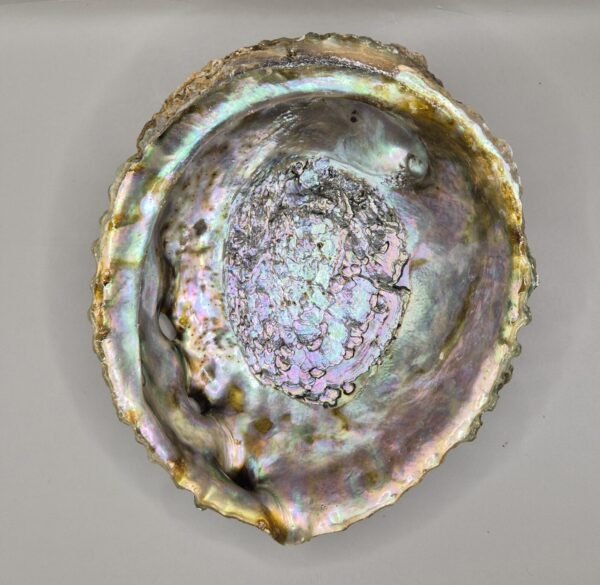 coquille d'ormeau