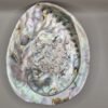 coquille d'ormeau