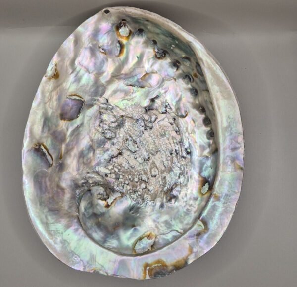 coquille d'ormeau