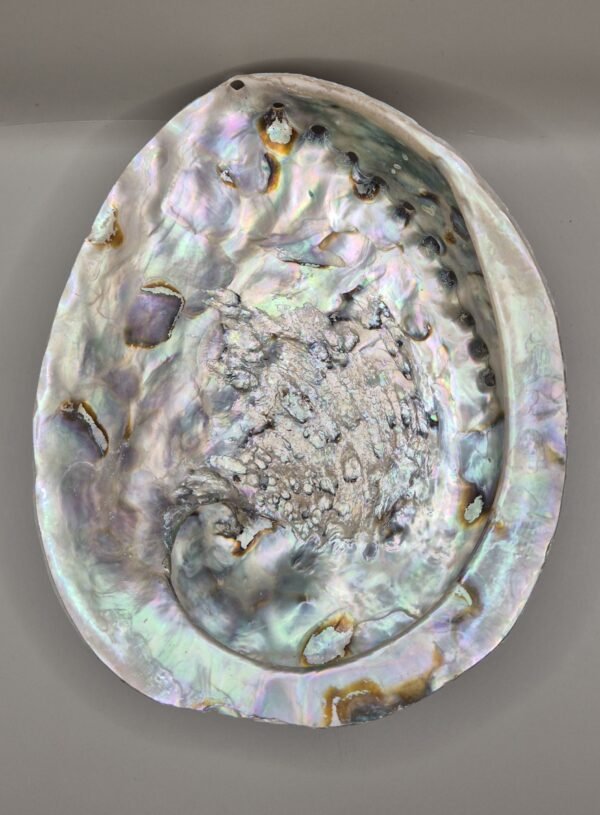 coquille d'ormeau