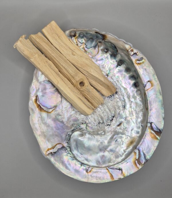 coquille d'ormeau